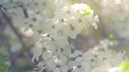 Fotomurales - Spring blossom. Beautiful blooming trees in orchard, cherry spring flowers. Springtime. White flowers on tree blooming close up. 4K UHD slow motion Easter video. 