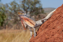 Australian Frilled Lizard On Termite Mound