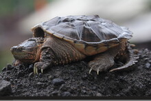 The Common Snapping Turtle Is A Species Of Large Freshwater Turtle