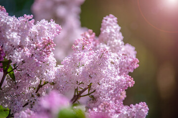 Pink lilac blooms in the Botanical garden
