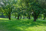 Fototapeta Przestrzenne - green garden