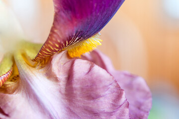 Poster - close up of a pink iris. Floral background with shallow depth of field.