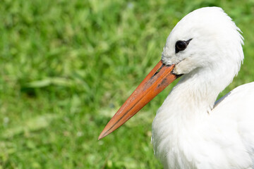 Portrait of a stork in the wild on a background of green grass near the lake. Birds and wild bird watching in nature.