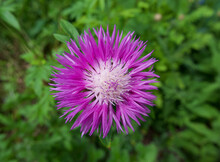Beautiful Pink Daisy Thistle Type Of Flower Against Green Foliage Background