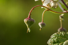Some Flower Buds Of A Blackberry Or Brambleberry Bush (Rubus Fruticosus), Parts Of A Blossom And Parts Of A Leaf In Evening Light Isolated From A Green Background