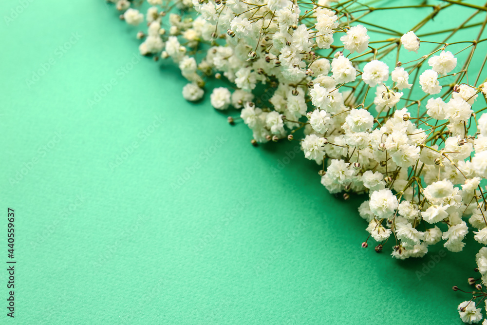 Beautiful gypsophila flowers on color background