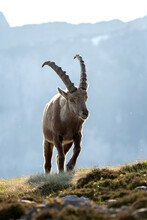 Alpine Ibex Moving In The Switzerland Alps. Ibex Male In The Mountains. European Wildlife During Spring Time. 