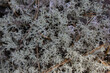 Close-up of northern moss in woodland and marshland