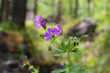 Small purple forest flowers