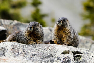 Canvas Print - marmot in the snow