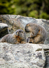 Canvas Print - squirrel on a rock