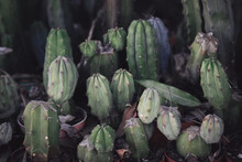 San Pedro Cactus Plant In Nursery, Dark Background