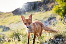 Portrait Red Fox Cub Vulpes Vulpes In The Wild