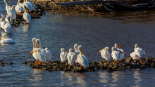 Pelicans Resting On Stones On The Mississippi River