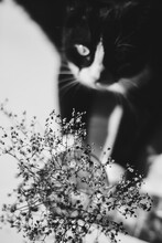 Black And White Photo Of Summer Flowers In A Glass Vase Viewed By A Black Cat With A White Neck