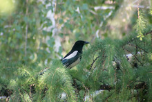 Black-billed Magpie Sitting On A Branch Of Tree In A Park