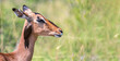 Impala in profile with a red billed oxpecker in the kruger national park south africa 