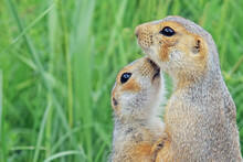 Close-up Of Pair Of Funny Fluffy Cute Ground Squirrels On Green Meadow Sniffing Each Other, Animals In Love In The Wild