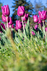 Wall Mural - Many buds of dark purple blossoming tulips in the garden. Flowerbed with pink tulips in spring