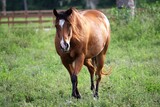 Fototapeta Konie - Beautiful brown horse in pasture close up