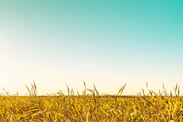 field with grass in golden summer flowers nature