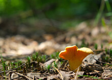 One Large, Yellow Mushroom Cantharellus Cibarius Grew Up In The Woods In A Clearing On A Sunny Day. High Quality Photo. The Idea Of Collecting Wild Edible Mushrooms.