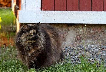 Wall Mural - Tortoiseshell norwegian forest cat standing outdoors