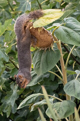 Wall Mural - Fox Squirrel Eating Sunflower Seeds While Hanging Upside Down