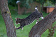 młode koty bawiące się na drzewie