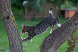 Fototapeta  - młode koty bawiące się na drzewie
