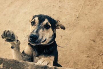 portrait of a dog