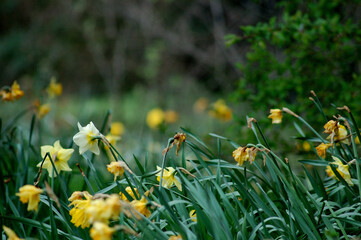 yellow flowers in the grass