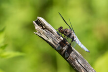 Common Whitetail Or Long-tailed Skimmer (Plathemis Lydia)