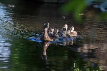 Wall Mural - wood duck or Carolina duck (Aix sponsa) with babies