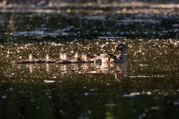 Wall Mural - wood duck or Carolina duck (Aix sponsa) with babies