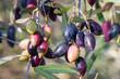 closeup of organic Greek Calamata olives ripening on olive tree branch with blurred background