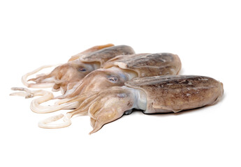 Wall Mural - Raw cuttlefish on white background