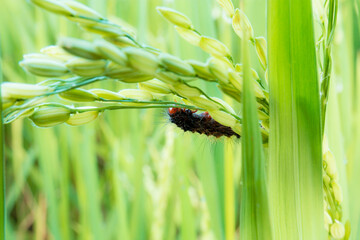 Wall Mural - Black worm on ears of rice.