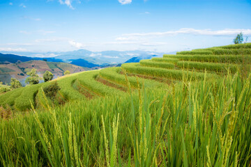 Wall Mural - Field of rice on mountain.