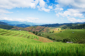 Wall Mural - Field rice on mountain with blue sky.