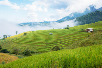 Wall Mural - Field rice on mountain with cloud.