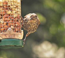 Bird On A Feeder: A Red-winged Blackbird Scales The Side Of A Bird Feeder Filled With Peanuts On A Sunny Summer Day.