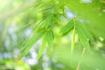  Bamboo green color in nature with copy space. Bamboo leaf and copy space.