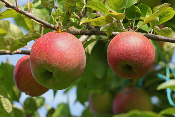 Canvas Print - Pommes rouges dans l'arbre