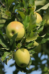 Canvas Print - Pommes Golden sur l'arbre