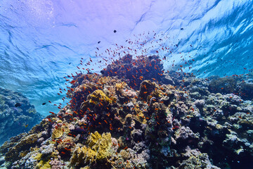 Wall Mural - coral reef in the sea