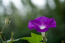 Pictures Of Pink Morning Glories With A Forest Background.