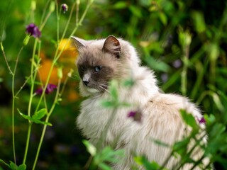 Poster - Ragdoll Cat