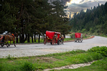The Horse-drawn Carriages Used To Take Tourists Around The Abant Lake National Park Are Lined Up One After The Other.