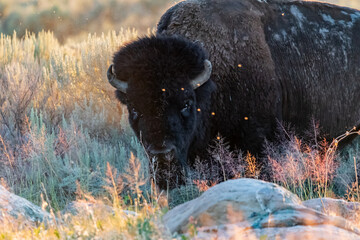 American Bison in the field of Antelope Island SP, Utah